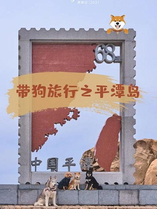 平潭网红狗,萌宠风采，治愈无数网友心灵