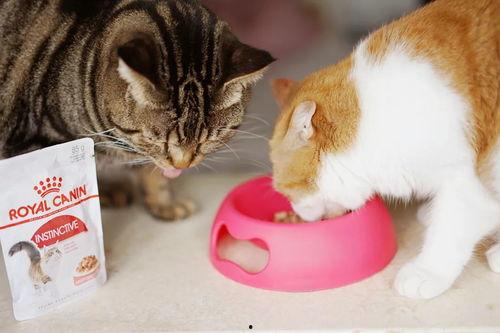 今日头条养宠物猫,揭秘养宠物猫的乐趣与挑战