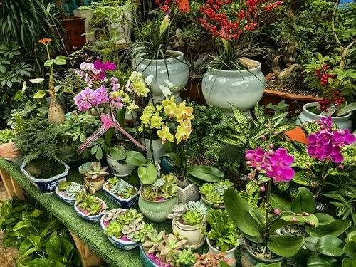 网红自动收花生机,网红自动收花生机引领农业革命