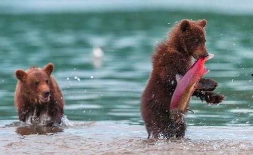 吃瓜小熊随母,吃瓜小熊随母成长记