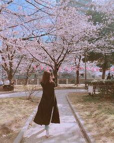 明星和樱花拍照