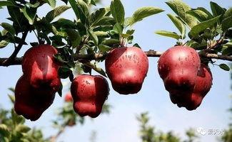 头条天水苹果,甘甜飘香，助力乡村振兴的“金果”传奇