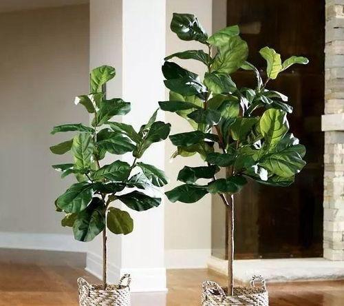 网红室内大植物