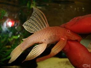 黄金大胡子吃瓜,揭秘娱乐圈幕后风云