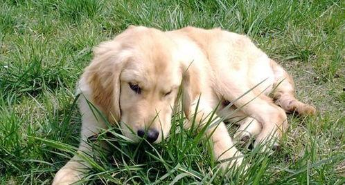 小狗吃土瓜好吗视频,趣味探索宠物美食之旅