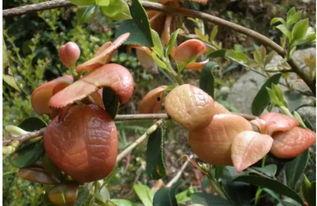 昨天利川吃的瓜,揭秘昨天瓜子的魅力之旅