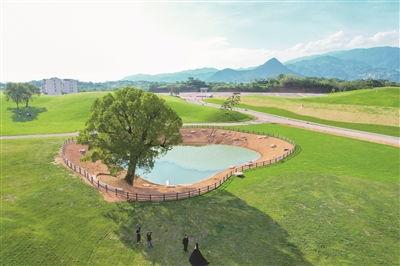 东湖网红草坪在哪里,绿意盎然的人间仙境