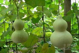 怀孕可不可以吃葫芦瓜,葫芦瓜，孕妇的绿色佳肴