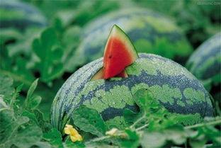 吃瓜说娱乐大西瓜是真的吗,真相还是炒作？